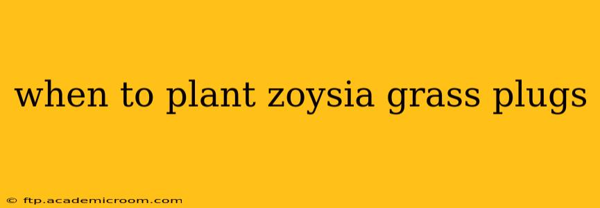 when to plant zoysia grass plugs