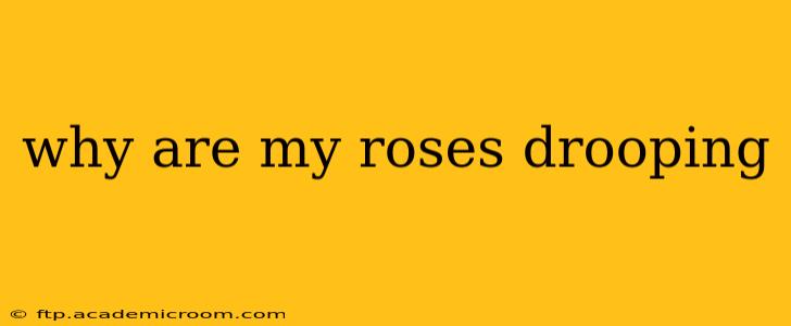 why are my roses drooping