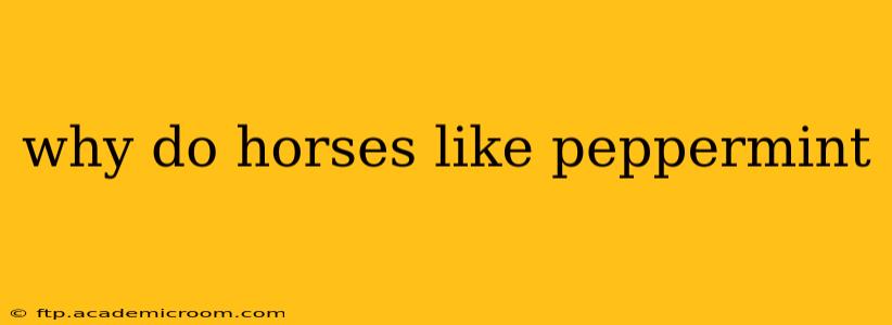 why do horses like peppermint