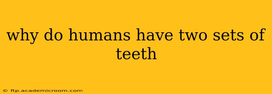 why do humans have two sets of teeth