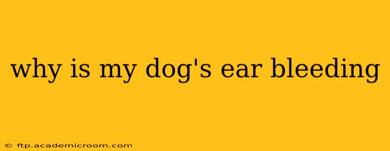 why is my dog's ear bleeding