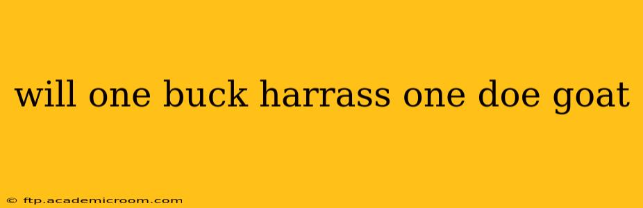 will one buck harrass one doe goat