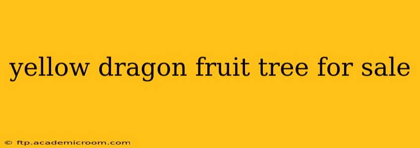 yellow dragon fruit tree for sale