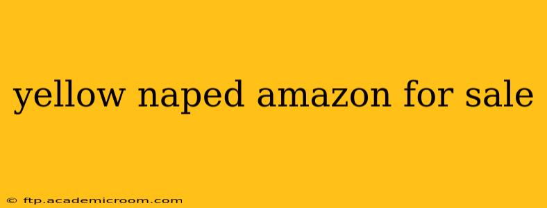 yellow naped amazon for sale